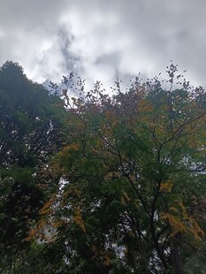 阴天中的繁茂树木