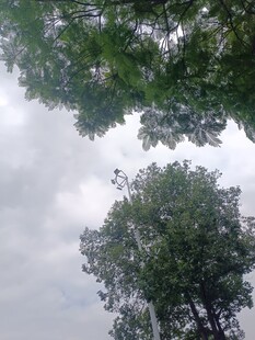 仰视天空下的葱郁树木