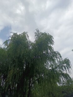 垂柳映于多云天空下