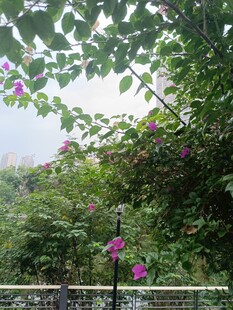 绿叶间绽放的娇艳花朵