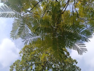 仰视葱郁树木与蓝天白云