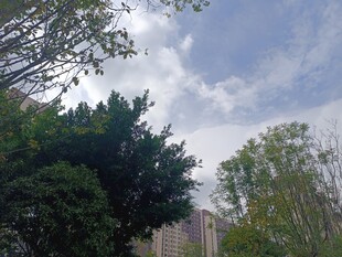 城市间绿树与蓝天景致