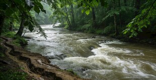 山间湍急溪流穿林而过