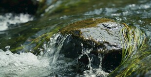 潺潺溪流中的青苔石块