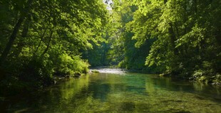 林间溪流绿意盎然的美景