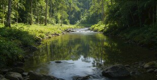 林间溪流绿意盎然的自然景