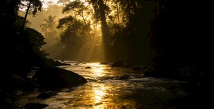 林间晨光洒向潺潺溪流