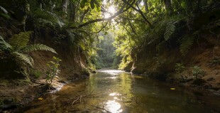 林间溪流自然清幽之景