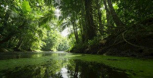 雨林中的静谧绿水河道