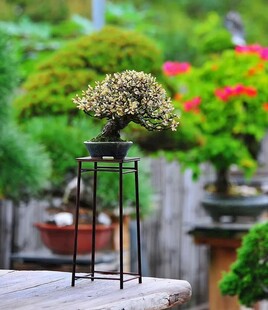 盆景