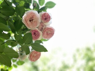 粉色蔷薇花绽放枝头