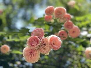 粉色蔷薇花绽放枝头