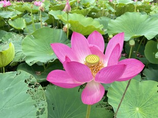 娇艳盛开的粉色荷花
