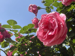 娇艳盛开的粉色月季花