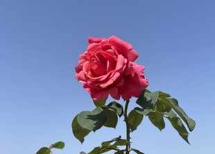蓝天映衬下的娇艳红玫瑰