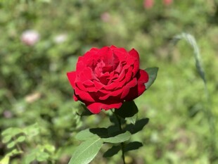 娇艳红玫瑰绽放于绿野