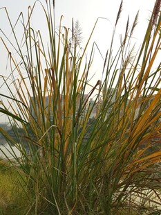 秋日芦苇随风摇曳