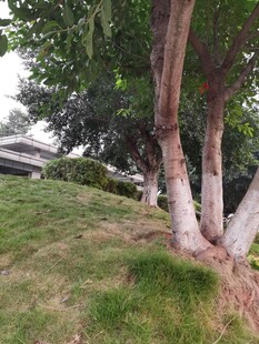 户外绿树草地风景