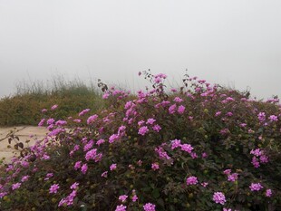 雾中绽放的紫色花丛