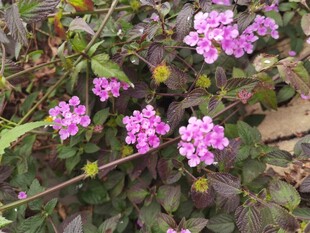 娇艳紫色小花绽放绿叶间