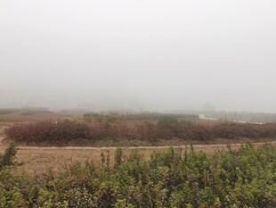 雾中田野景色