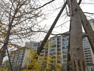 城市中倾斜的木质结构景观