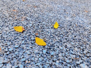 碎石上的几片黄色落叶