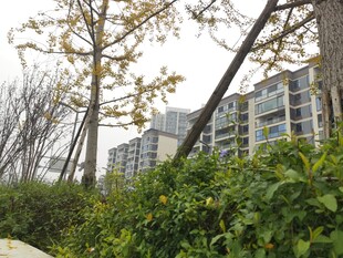 小区周边绿植与楼宇景观