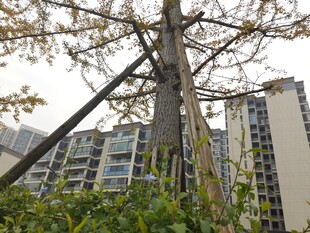 小区内倾斜大树与高楼景观