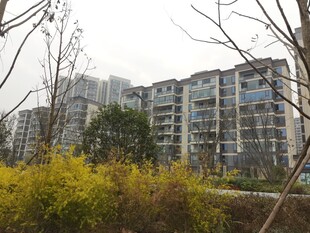 小区周边绿植与楼房景观