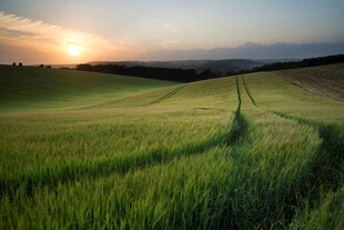 夕阳下的绿色田野小径