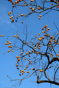 蓝天 柿子树