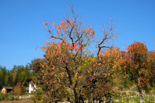 红叶 蓝天