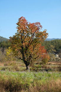 秋景 孤树