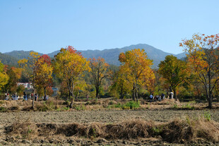 秋天 田野 树林