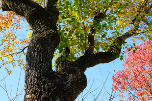 树木 枝叶 红叶