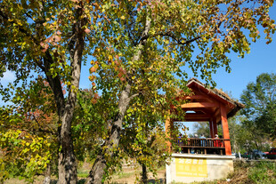 秋日 树林 凉亭