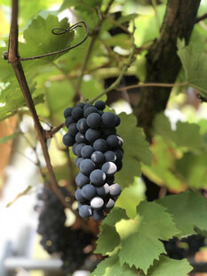 葡萄