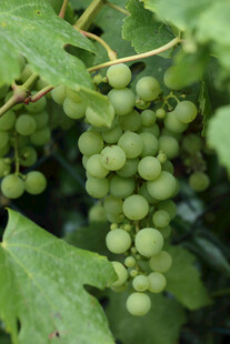 青葡萄