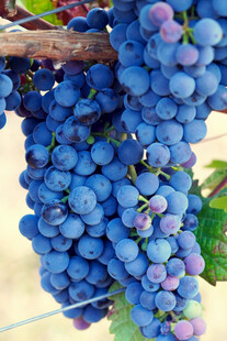 紫葡萄