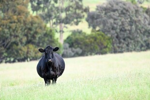 草原上的黑色牛