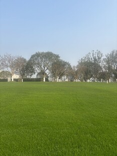 广阔绿草地与远处树木