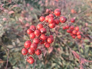 红果满枝的艳丽植物