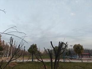 冬日公园萧瑟景象