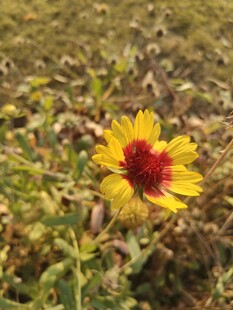 田野中的艳丽金鸡菊