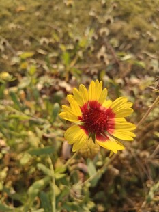 田野中的单朵艳丽野花