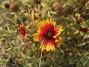 艳丽双色花朵绽放