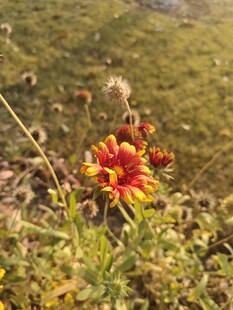 野外艳丽绽放的多彩小花