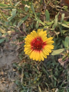 单朵艳丽天人菊绽放