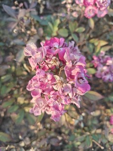 娇艳粉色花卉特写